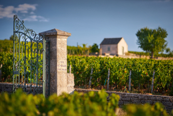 A walk through the history of Burgundy with Maison Joseph Drouhin Experience